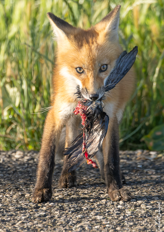 red fox